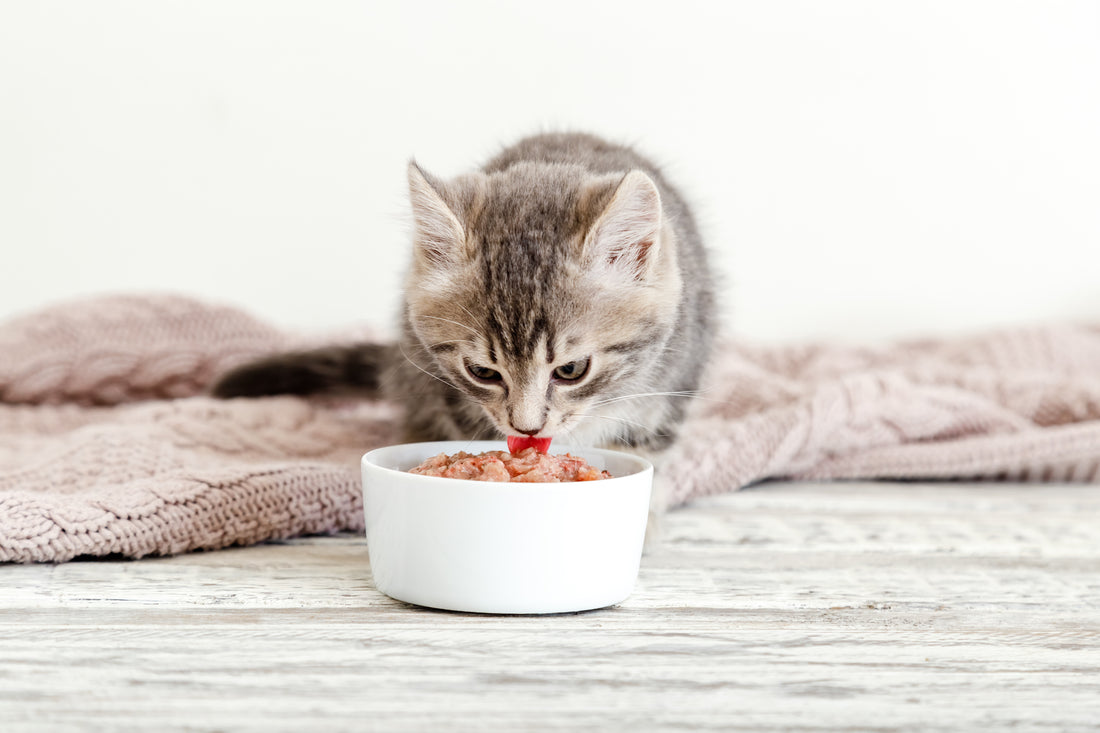 Benefits of Grain-Free Pet Nutrition